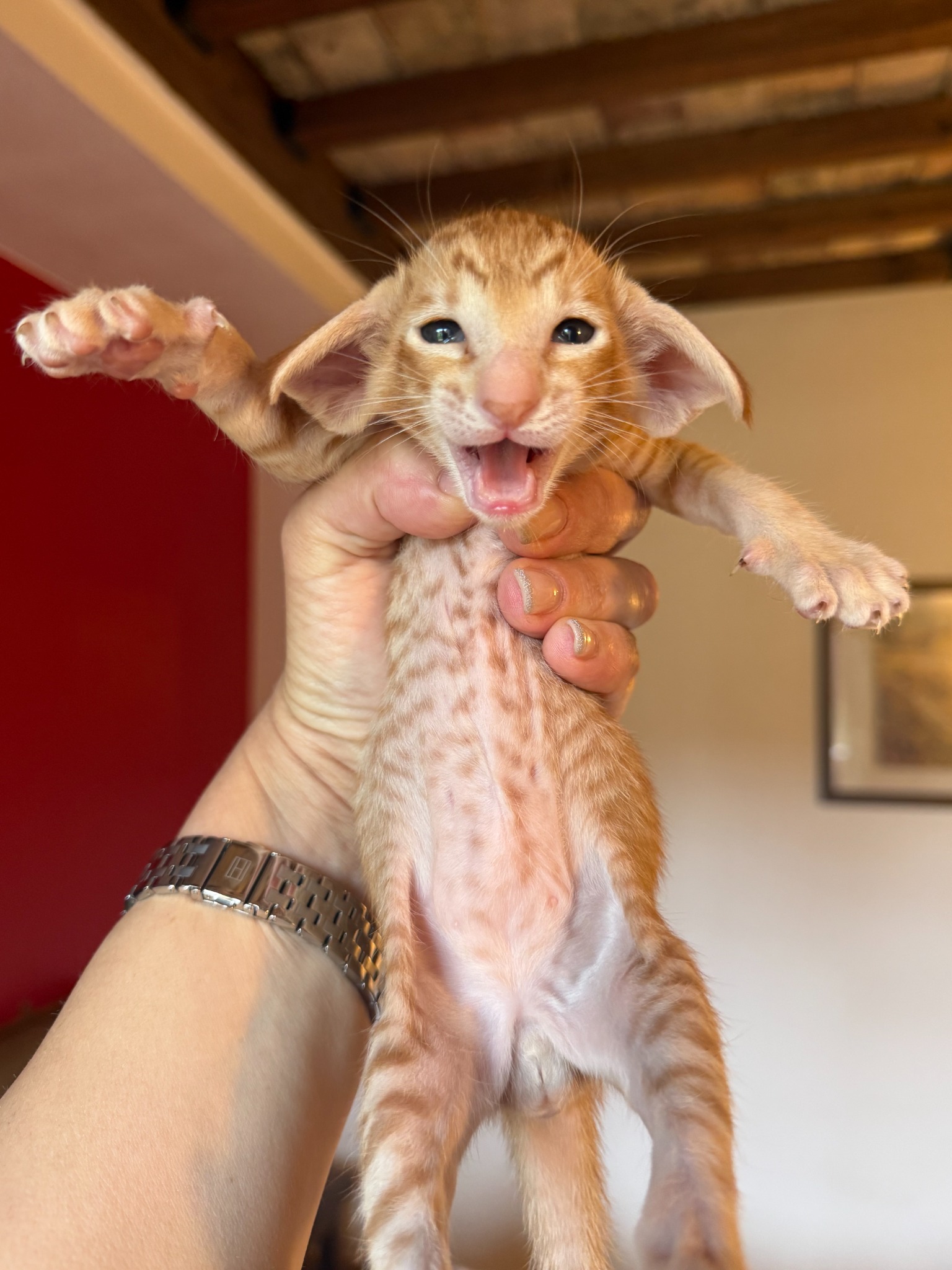 Oriental Express — Siamese e Orientale